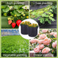 Micro Aerated Geotextile Plant Grow Bag